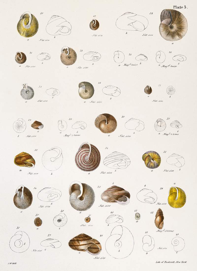 Different types of seashells illustration from Zoology of New York (1842–1844) by James Ellsworth De Kay. Original from…