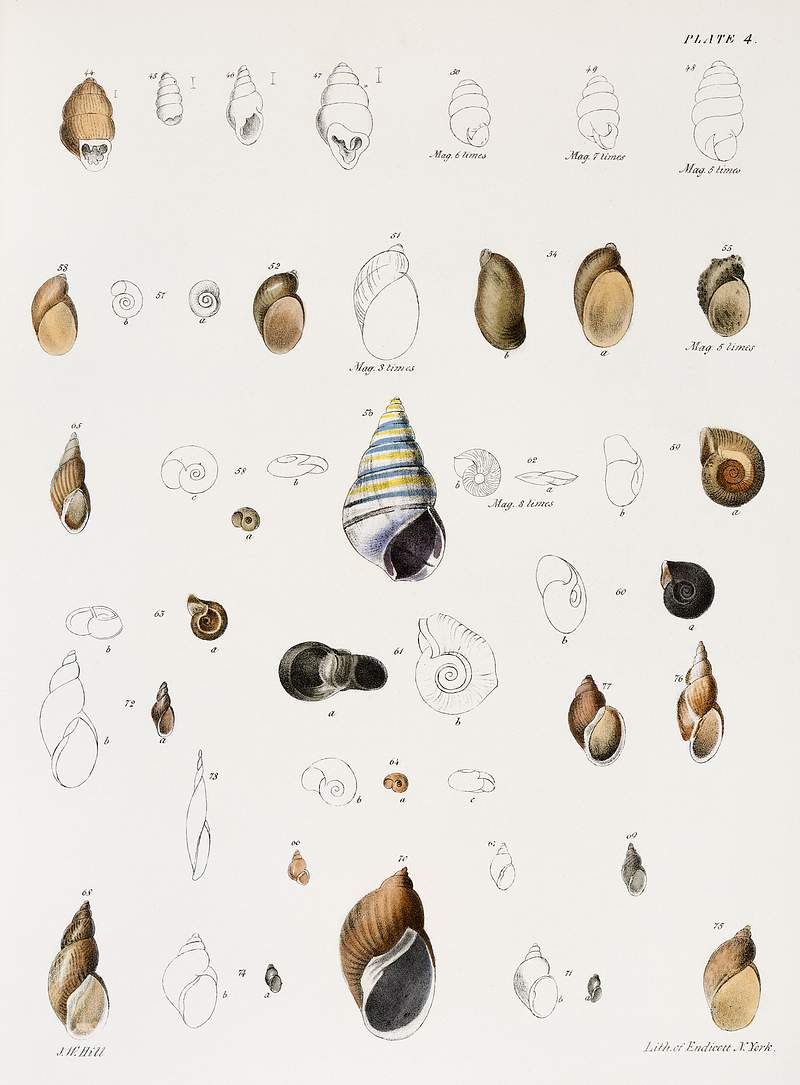 Different types of seashells illustration from Zoology of New York (1842–1844) by James Ellsworth De Kay. Original from…