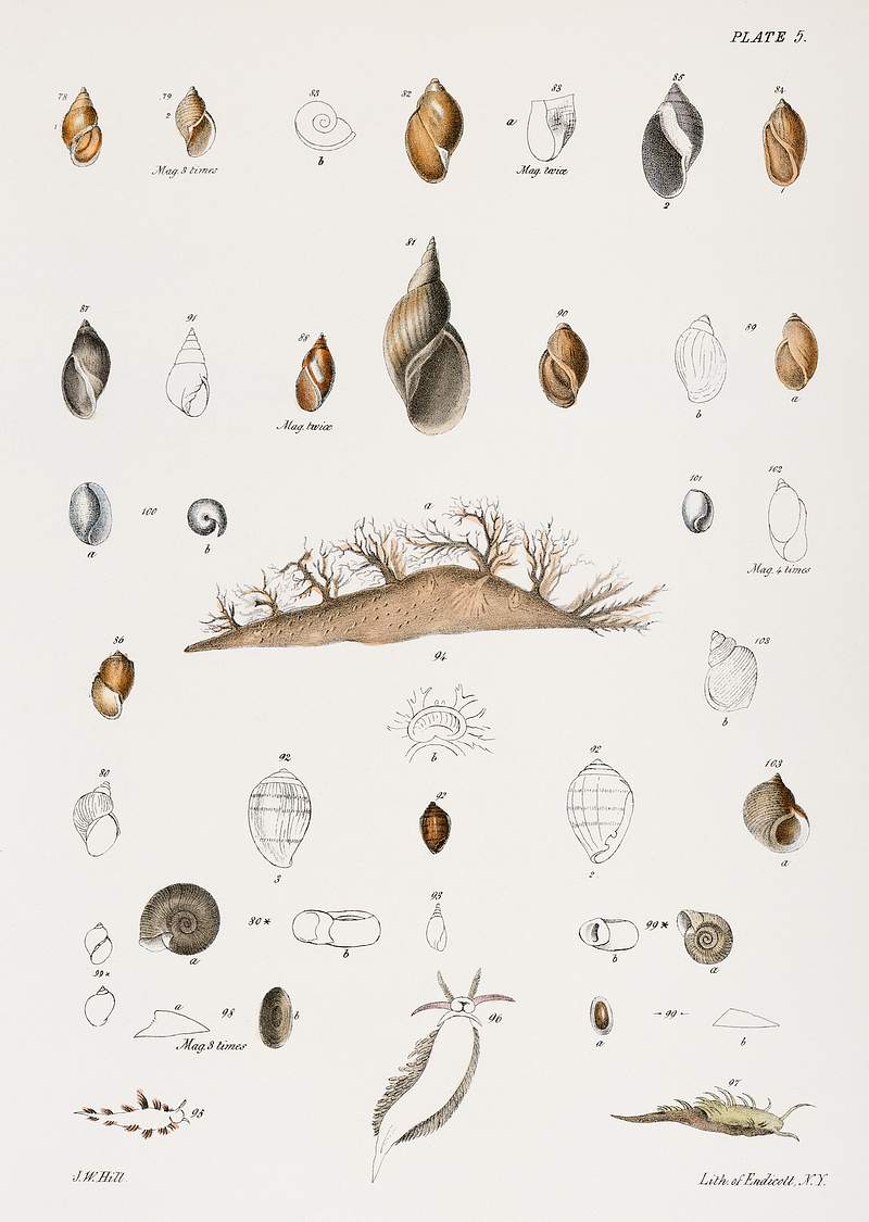 Different types of seashells illustration from Zoology of New York (1842–1844) by James Ellsworth De Kay. Original from The New York Public Library. Digitally enhanced by rawpixel. Different types of seashells illustration from Zoology of New York (1842–1844) by James Ellsworth De Kay. Original from…