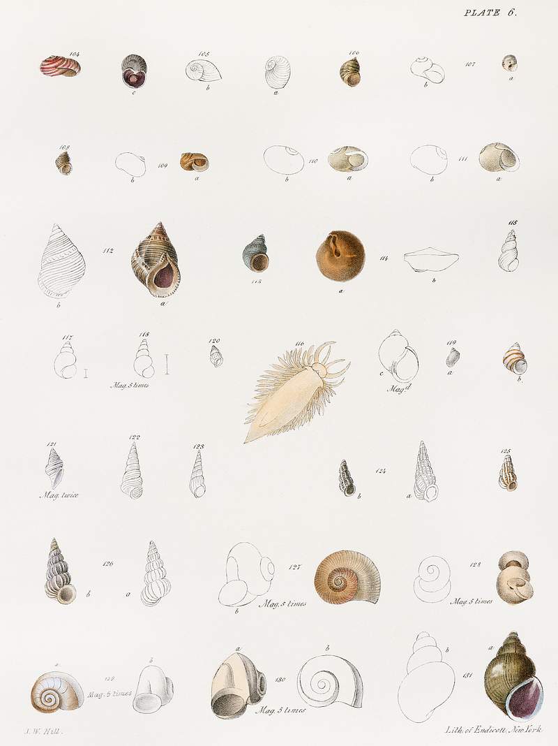 Different types of seashells illustration from Zoology of New York (1842–1844) by James Ellsworth De Kay. Original from…