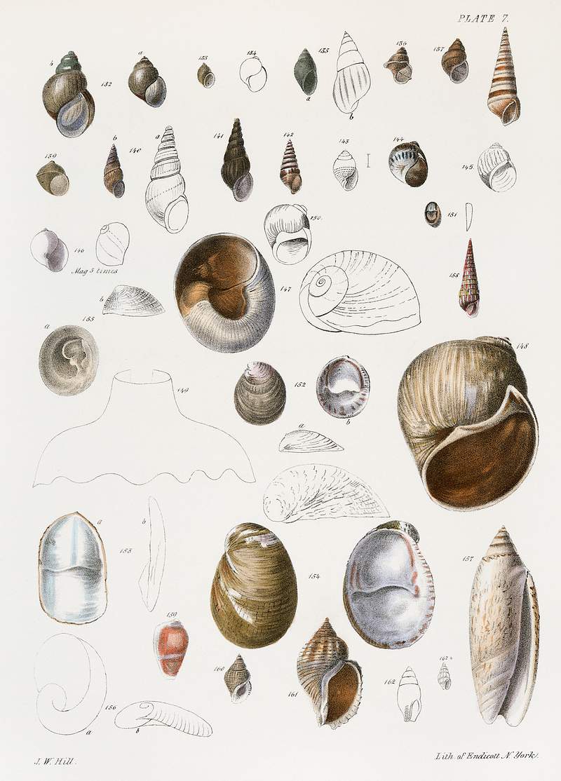 Different types of seashells illustration from Zoology of New York (1842–1844) by James Ellsworth De Kay. Original from The New York Public Library. Digitally enhanced by rawpixel. Different types of seashells illustration from Zoology of New York (1842–1844) by James Ellsworth De Kay. Original from…