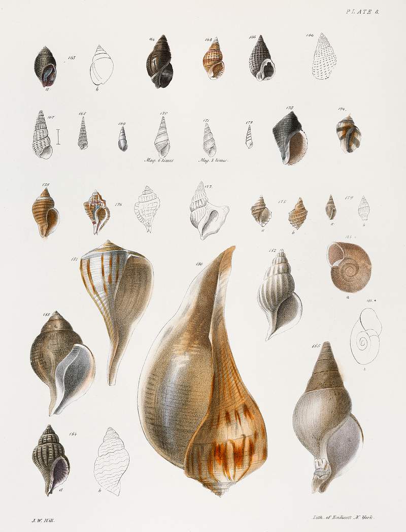 Different types of seashells illustration from Zoology of New York (1842–1844) by James Ellsworth De Kay. Original from…