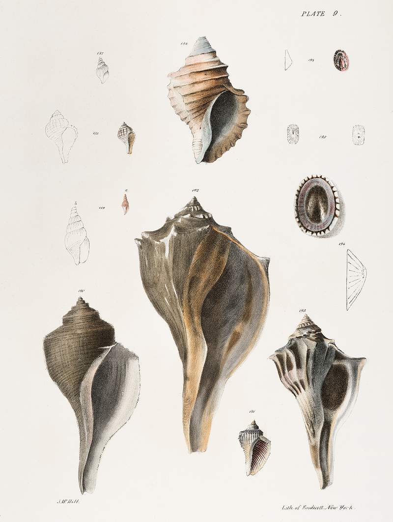 Different types of seashells illustration from Zoology of New York (1842–1844) by James Ellsworth De Kay. Original from…