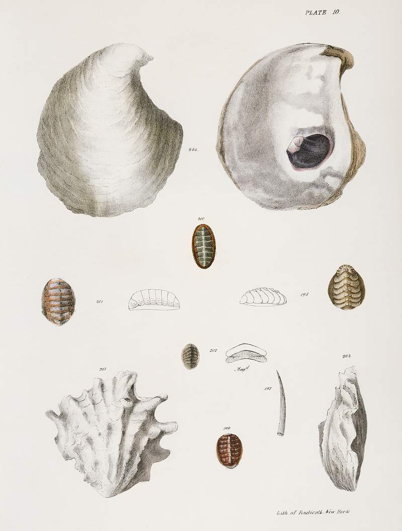 Different types of seashells illustration from Zoology of New York (1842–1844) by James Ellsworth De Kay. Original from…