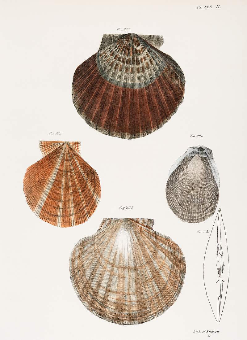 Different types of seashells illustration from Zoology of New York (1842–1844) by James Ellsworth De Kay. Original from…