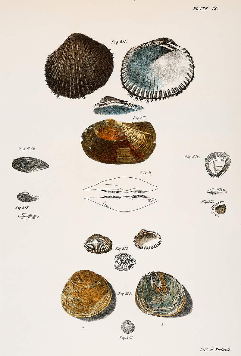 Different types of seashells illustration from Zoology of New York (1842–1844) by James Ellsworth De Kay. Original from…