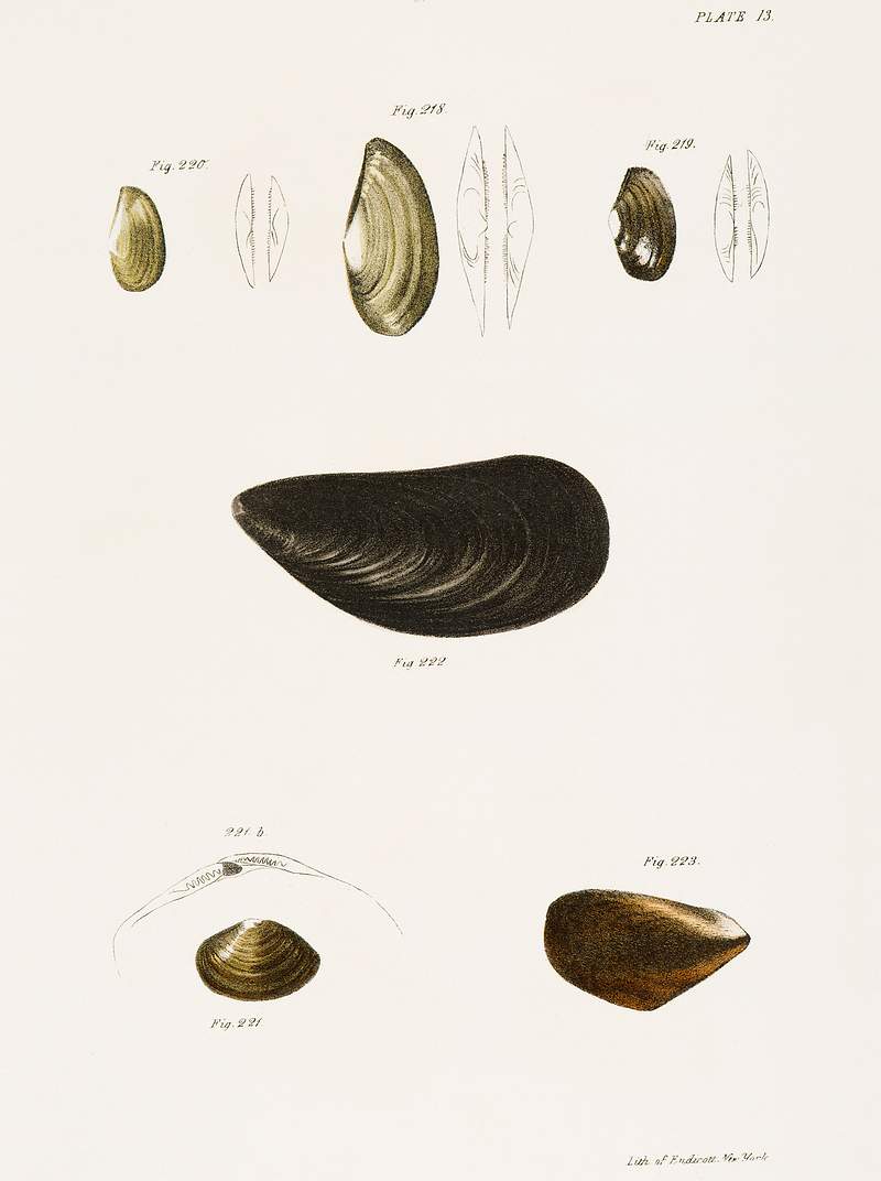 Different types of seashells illustration from Zoology of New York (1842–1844) by James Ellsworth De Kay. Original from…