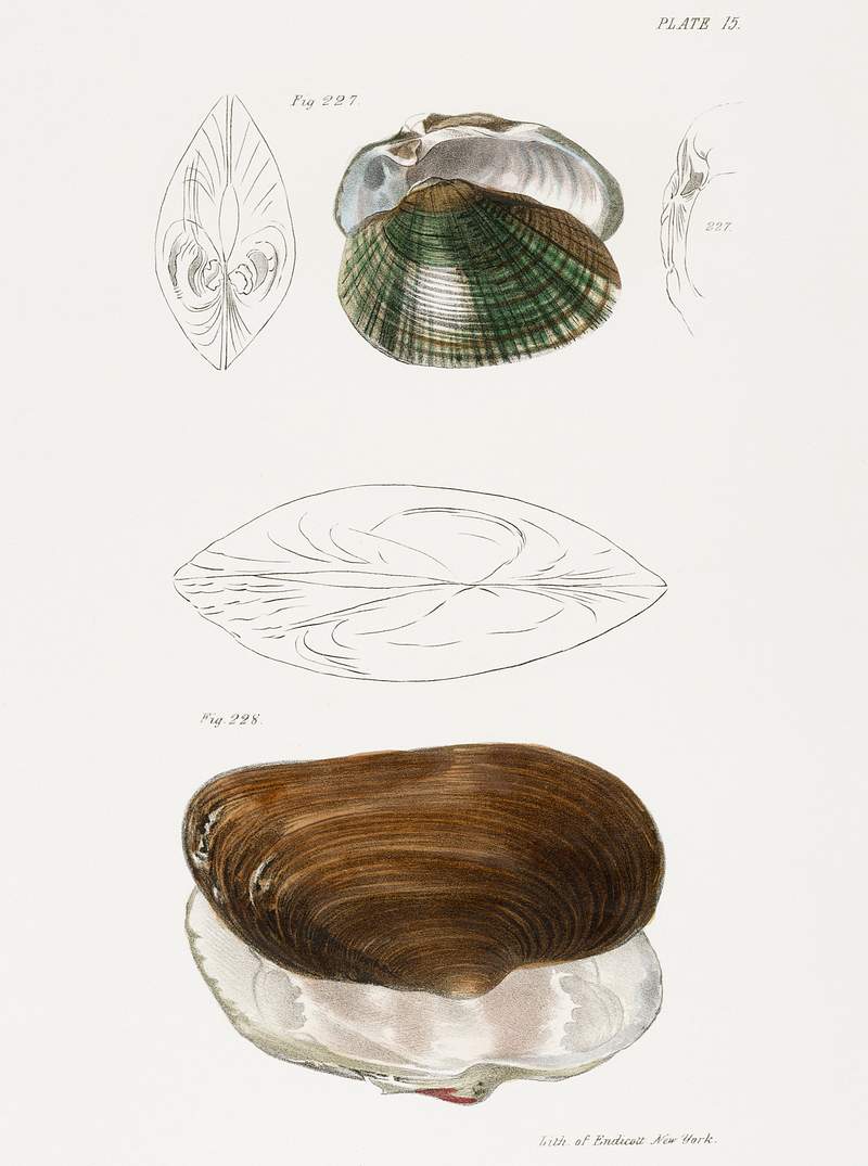 227. Alasmodon undulata. 228. Anodon unadilla. illustration from Zoology of New York (1842–1844) by James Ellsworth De…