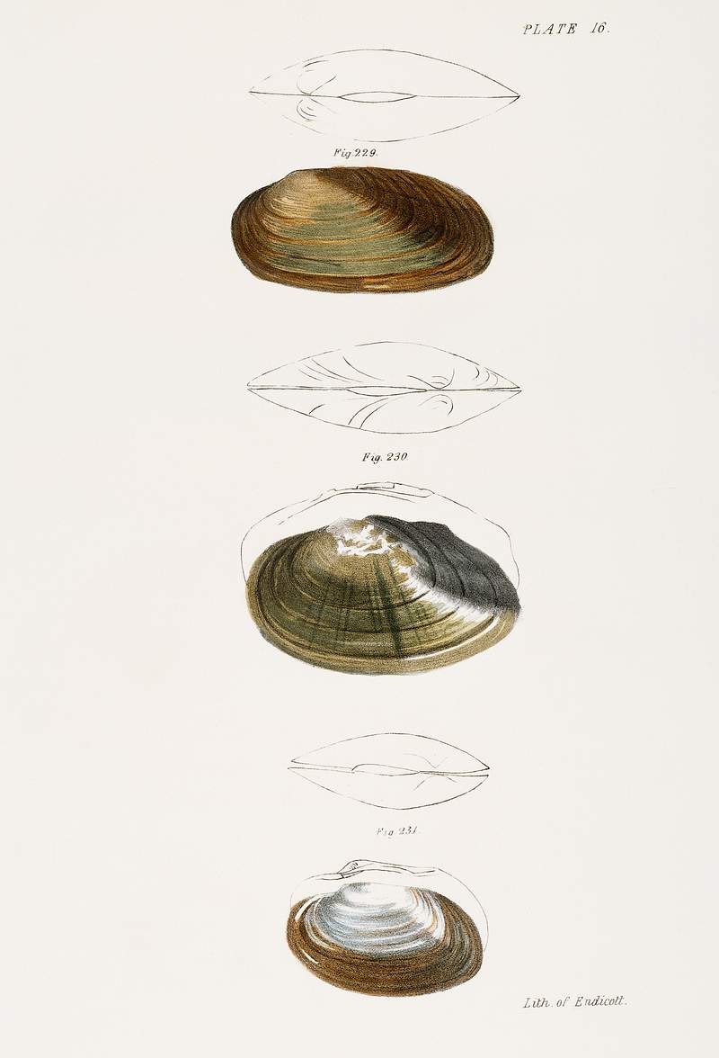 229. Anodon subcylindracea. 230. Anodon ferussaciana. 231. Anodon edentula. illustration from Zoology of New York…