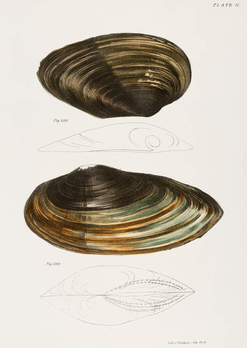 232. Anodon plana. 233. Anodon excurvata. illustration from Zoology of New York (1842–1844) by James Ellsworth De Kay. Original from The New York Public Library. Digitally enhanced by rawpixel. 232. Anodon plana. 233. Anodon excurvata. illustration from Zoology of New York (1842–1844) by James Ellsworth De Kay.…