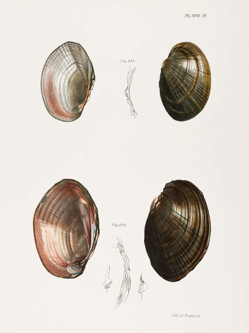 237. Unio ochraceus. 238. Unio id. illustration from Zoology of New York (1842–1844) by James Ellsworth De Kay.…