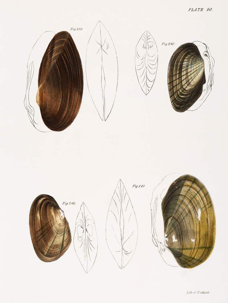 Different types of sea shells illustration from Zoology of New York (1842–1844) by James Ellsworth De Kay. Original…