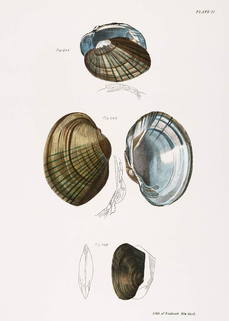 243. Unio cariosus. 244. Unio Id. 245. Unio compressus. illustration from Zoology of New York (1842–1844) by James Ellsworth De Kay. Original from The New York Public Library. Digitally enhanced by rawpixel. 243. Unio cariosus. 244. Unio Id. 245. Unio compressus. illustration from Zoology of New York (1842–1844) by James…