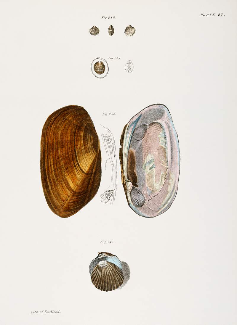 Different types of seashells illustration from Zoology of New York (1842–1844) by James Ellsworth De Kay. Original from…