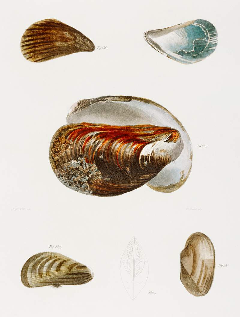 Different types of seashells illustration from Zoology of New York (1842–1844) by James Ellsworth De Kay. Original from…