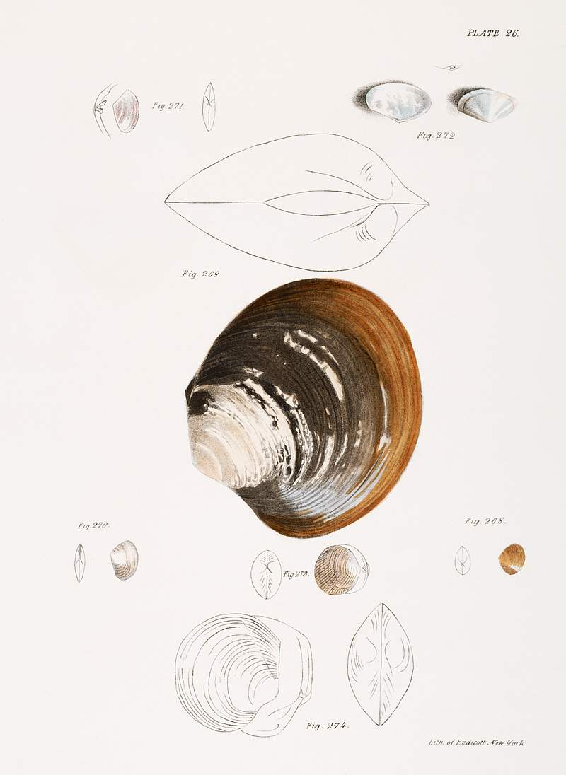 Different types of seashells illustration from Zoology of New York (1842–1844) by James Ellsworth De Kay. Original from…