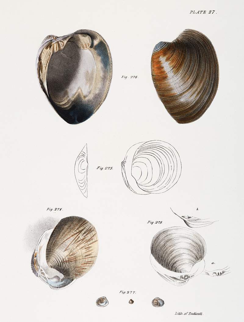 Different types of seashells illustration from Zoology of New York (1842–1844) by James Ellsworth De Kay. Original from…
