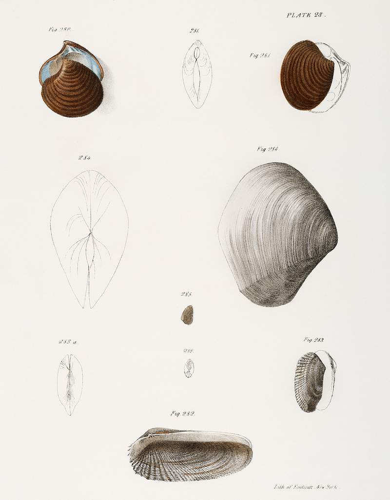 Different types of seashells illustration from Zoology of New York (1842–1844) by James Ellsworth De Kay. Original from…