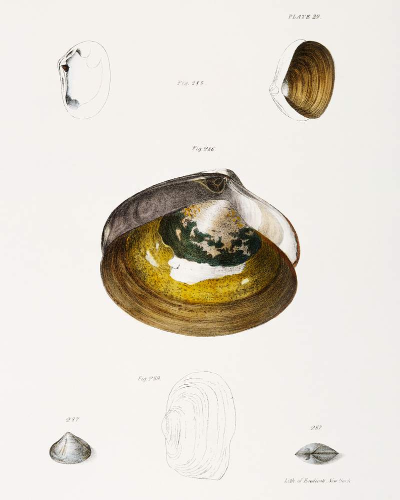Different types of seashells illustration from Zoology of New York (1842–1844) by James Ellsworth De Kay. Original from…