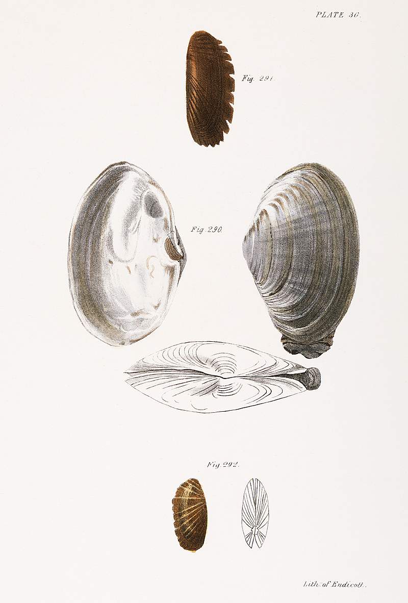 290. Mya arenaria. 291. Solemya borealis. 292. Solemya velum. illustration from Zoology of New York (1842–1844) by…