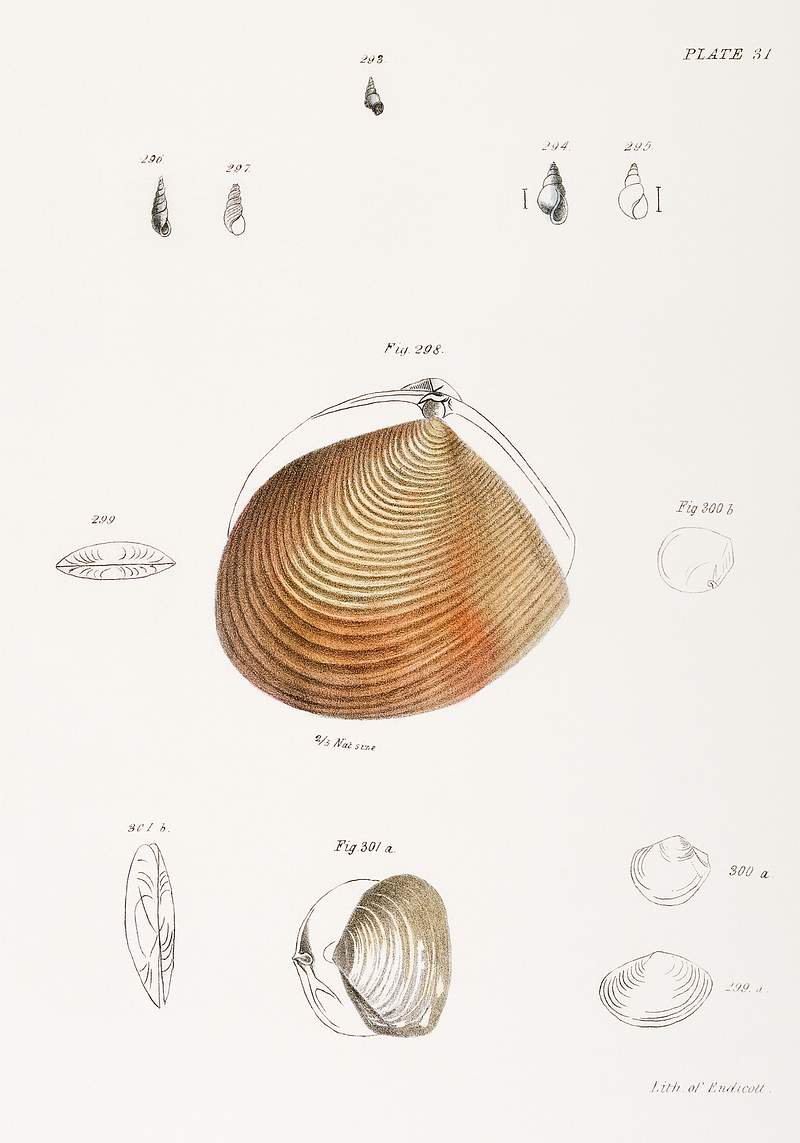 Different types of seashells illustration from Zoology of New York (1842–1844) by James Ellsworth De Kay. Original from…
