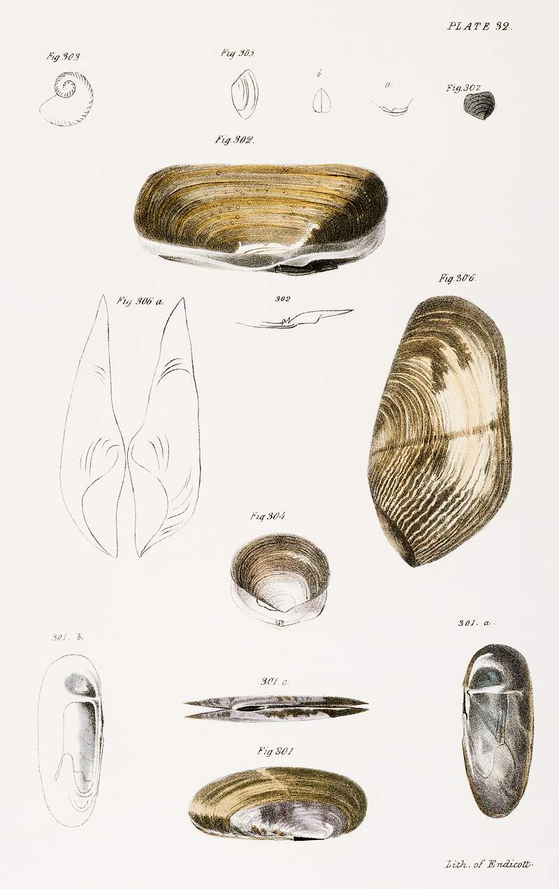 Different types of seashells illustration from Zoology of New York (1842–1844) by James Ellsworth De Kay. Original from…