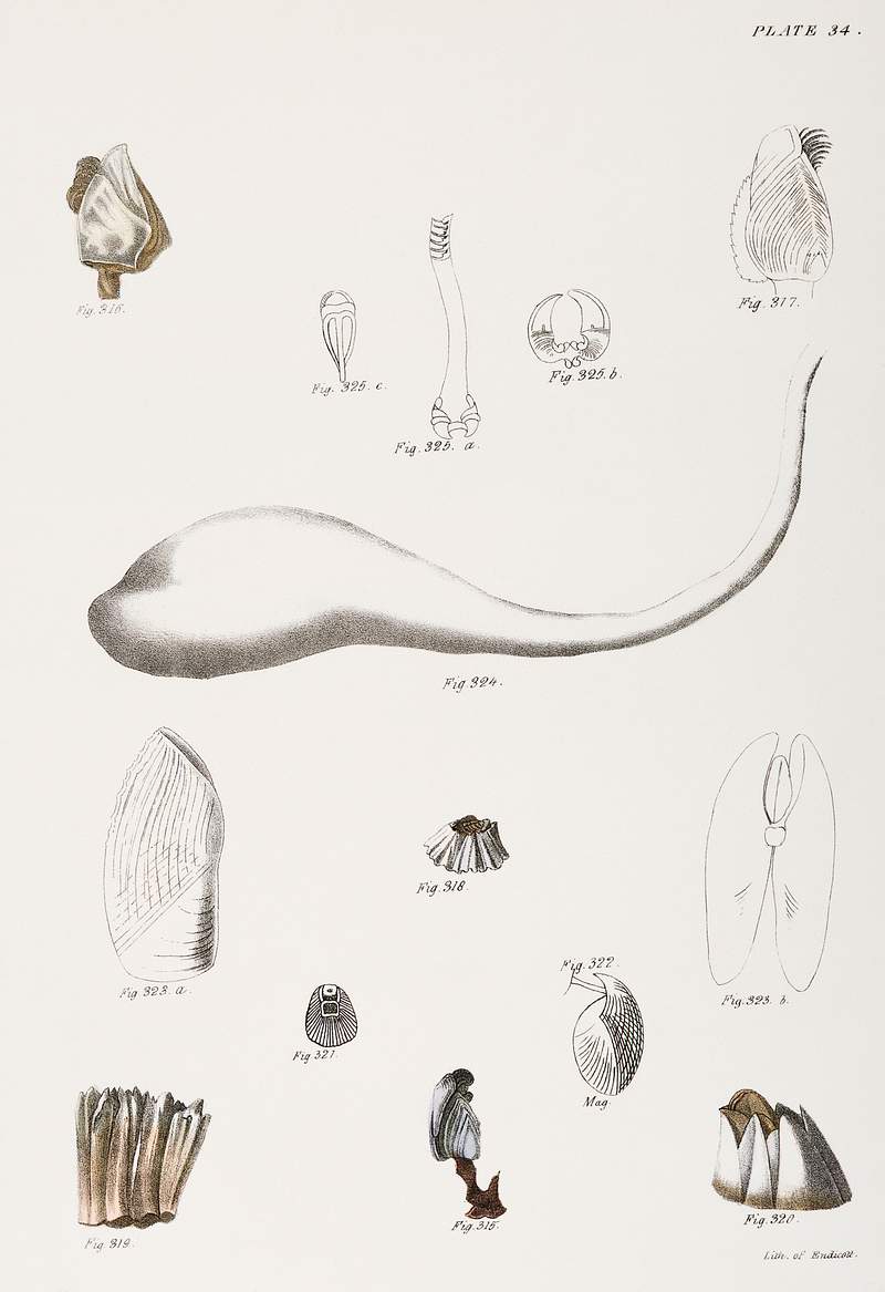 Different types of seashells illustration from Zoology of New York (1842–1844) by James Ellsworth De Kay. Original from…
