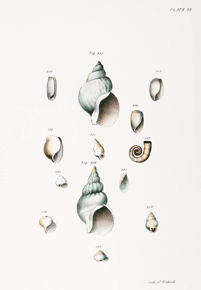 Different types of seashells illustration from Zoology of New York (1842–1844) by James Ellsworth De Kay. Original from…