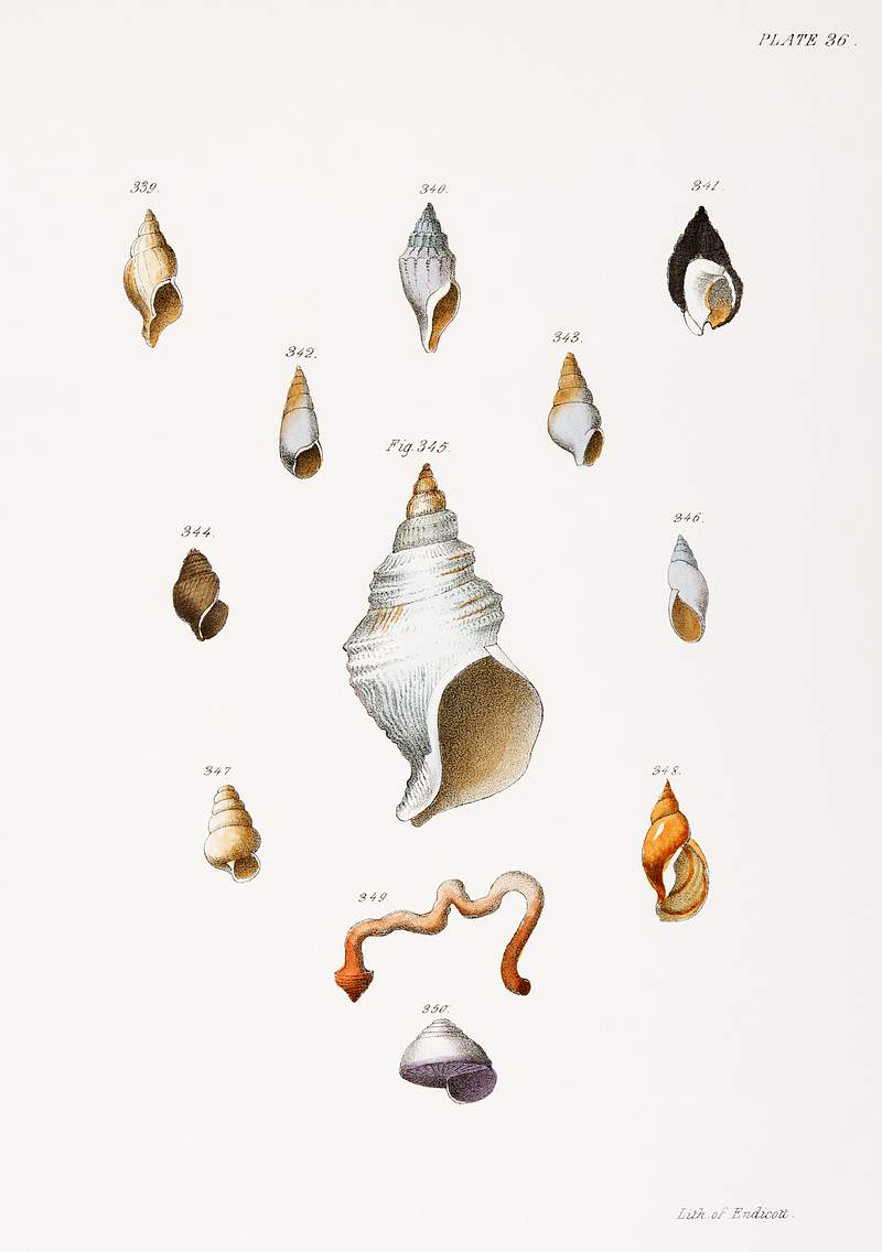 Different types of seashells illustration from Zoology of New York (1842–1844) by James Ellsworth De Kay. Original from…
