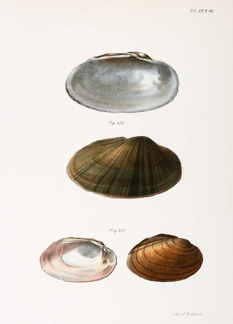 357. Unio rosaceus, male. 358. Anodon pavonia. illustration from Zoology of New York (1842–1844) by James Ellsworth De…