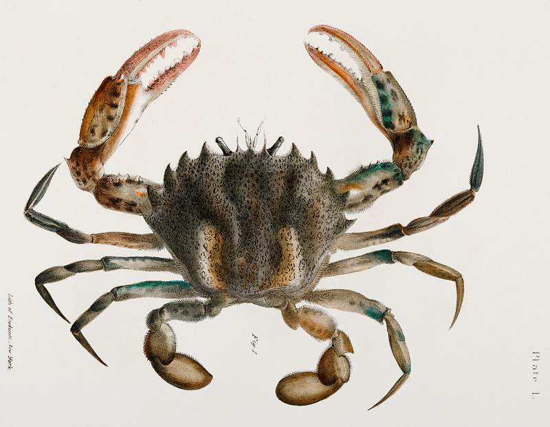 1. Lady Crab (Platyonichus ocellatus) illustration from Zoology of New York (1842–1844) by James Ellsworth De Kay.…