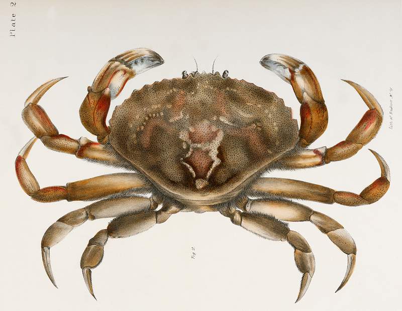 2. Rock crab (Platycarcinus irroratus) illustration from Zoology of New York (1842–1844) by James Ellsworth De Kay.…
