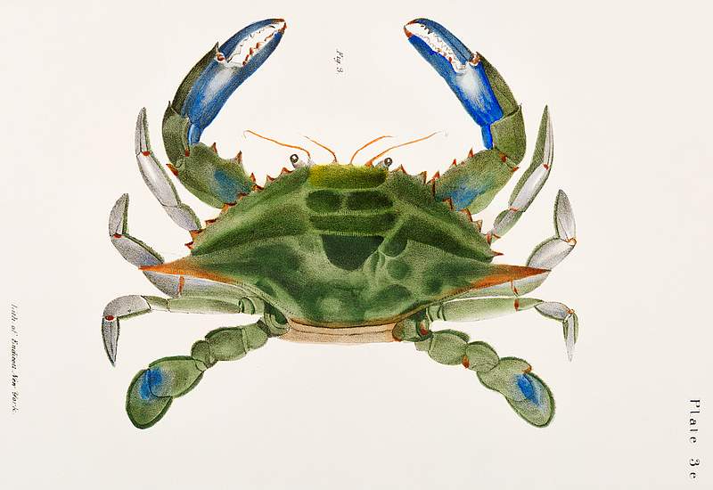 3. Blue crab (Lupa decanta) illustration from Zoology of New York (1842–1844) by James Ellsworth De Kay. Original from…