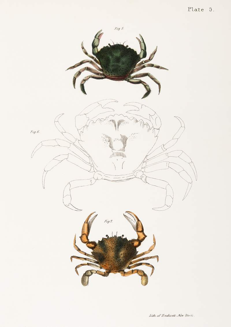 5. & 6. Littoral crab (Carcinus moenas) 7. Lady crab (Platyonichus ocellatus) illustration from Zoology of New York (1842–1844) by James Ellsworth De Kay. Original from The New York Public Library. Digitally enhanced by rawpixel. 5. & 6. Littoral crab (Carcinus moenas) 7. Lady crab (Platyonichus ocellatus) illustration from Zoology of New York…