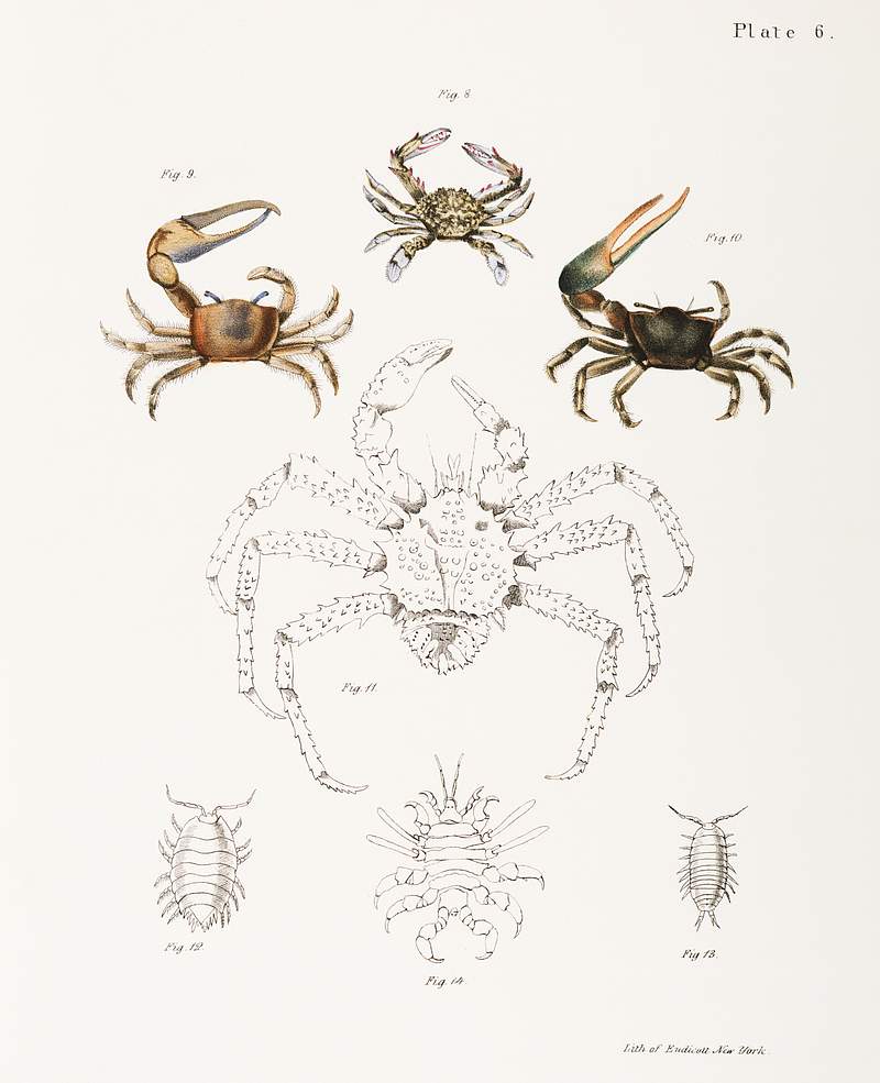 Different types of sea creatures illustration from Zoology of New York (1842–1844) by James Ellsworth De Kay. Original…