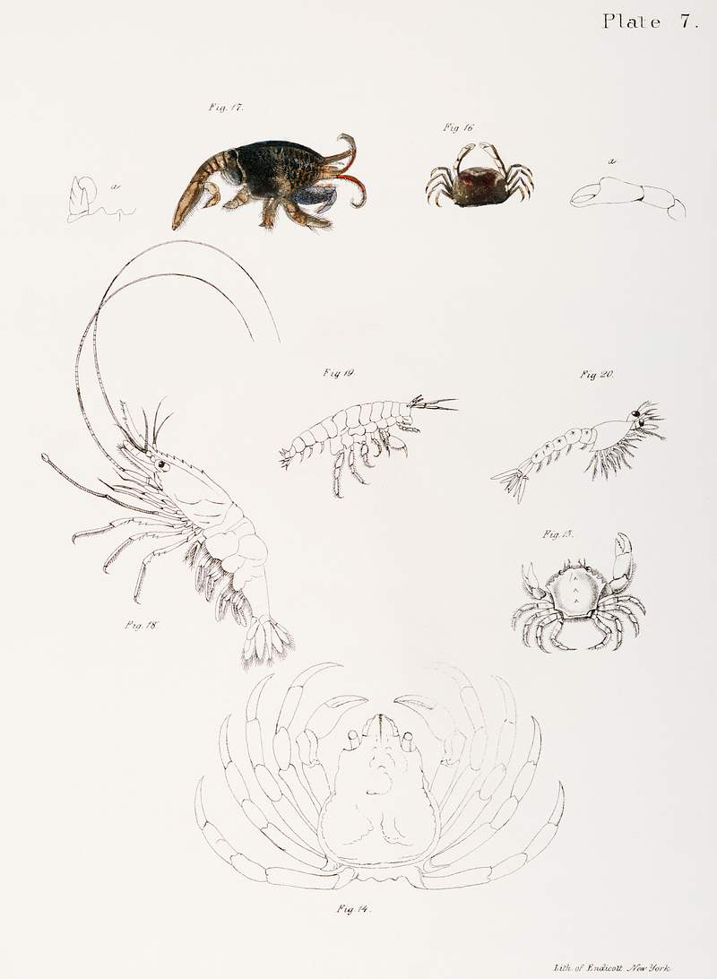 Different types of sea creatures illustration from Zoology of New York (1842–1844) by James Ellsworth De Kay. Original…