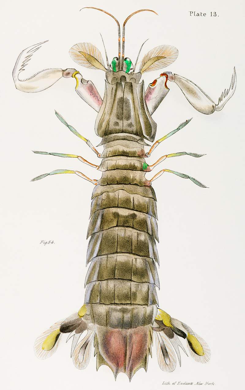 Mantis shrimp or stomatopod illustration from Zoology of New York (1842–1844) by James Ellsworth De Kay. Original from The New York Public Library. Digitally enhanced by rawpixel. Mantis shrimp or stomatopod illustration from Zoology of New York (1842–1844) by James Ellsworth De Kay. Original from…
