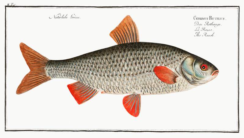 Cyprinus Rutilus Roach (Cyprinus Rutilus) from Ichtylogie, ou Histoire naturelle: génerale et particuliére des poissons…