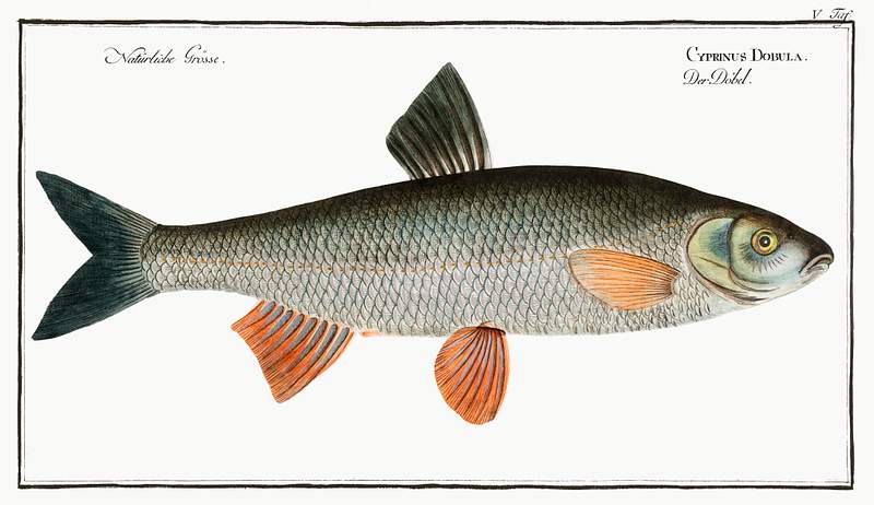 Cyprinus Dobula Dobula (Cyprinus Dobula) from Ichtylogie, ou Histoire naturelle: génerale et particuliére des poissons…
