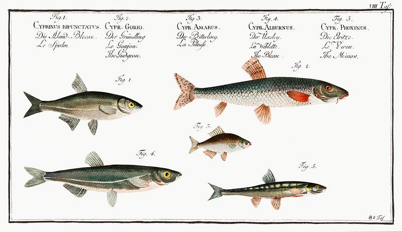 Collection of various fishes 1. Sperlin (Cyprinus bipunctatus) 2. Bitter-Carp (Cyprinus Gobio) 3. Bitter-Carp (Cyprinus Amarus) 4. Bleak (Cyprinus…