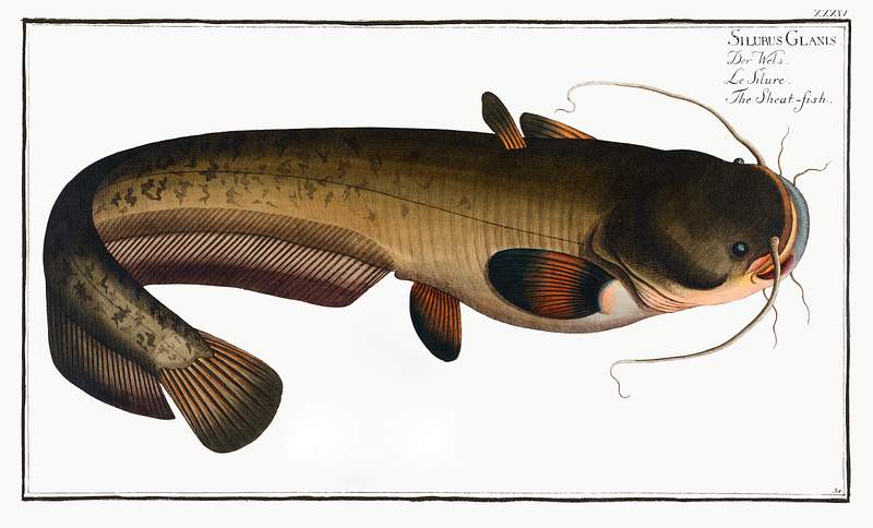 Silurus Glanis Sheat-fish (Silurus Glanis) from Ichtylogie, ou Histoire naturelle: génerale et particuliére des poissons…