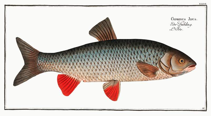 Cyprinus Idus Idus-Carp (Cyprinus Idus) from Ichtylogie, ou Histoire naturelle: génerale et particuliére des poissons…
