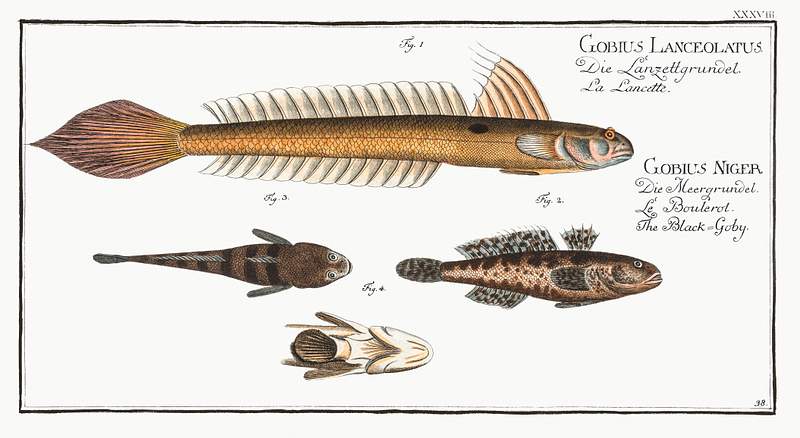 Gobius Lanceolatus and Gobius Niger 1. 4. Lancet-Goby (Gobius Lanceolatus) 2. 3. Black Goby (Gobius Niger) from Ichtylogie, ou Histoire naturelle:…