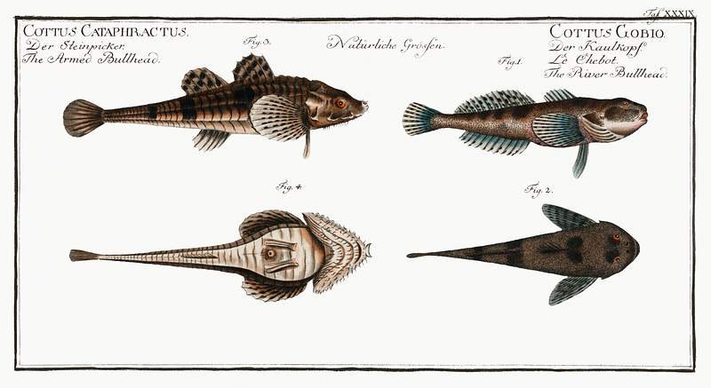 Cottus Gobio and Cottus Cataphractus 1. 2. River Bullhead (Cottus Gobio) 3. 4. Armed Bullhead (Cottus Cataphractus) from Ichtylogie, ou Histoire naturelle:…