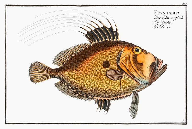 Zeus Faber Doree (Zeus Faber) from Ichtylogie, ou Histoire naturelle: génerale et particuliére des poissons…
