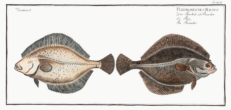 Pleuronectes Flesus Flounder (Pleuronectes Flesus) from Ichtylogie, ou Histoire naturelle: génerale et particuliére des poissons…