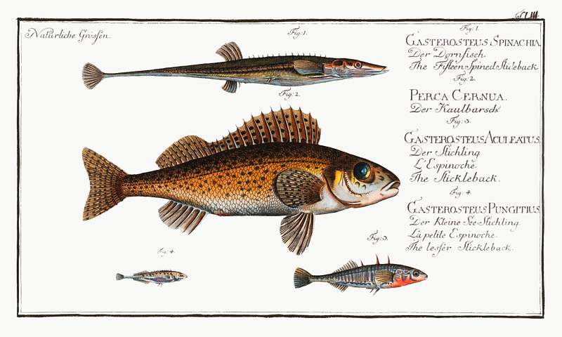 Collection of various fishes 1. Fifteen-Spined Stickleback (Gasterosteus Spinachia) 2. Ruffe (Perca Cernua) 3. Stickleback (Gasterosteus Aculeatus) 4.…