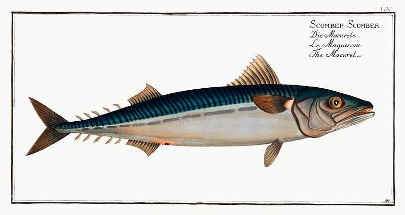 Scomber Scomber Mackrel (Scomber Scomber) from Ichtylogie, ou Histoire naturelle: génerale et particuliére des poissons…