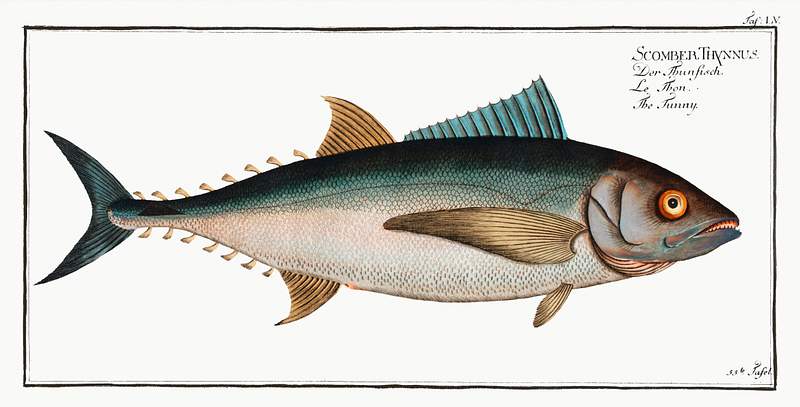 Scomber Thynnus Tunny (Scomber Thynnus) from Ichtylogie, ou Histoire naturelle: génerale et particuliére des poissons…