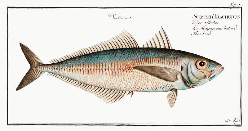 Scomber Trachurus | Free public domain illustration Scad (Scomber Trachurus) from Ichtylogie, ou Histoire naturelle: génerale et particuliére des poissons…